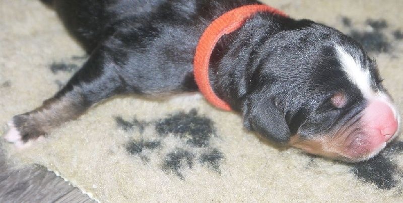 Collier orange