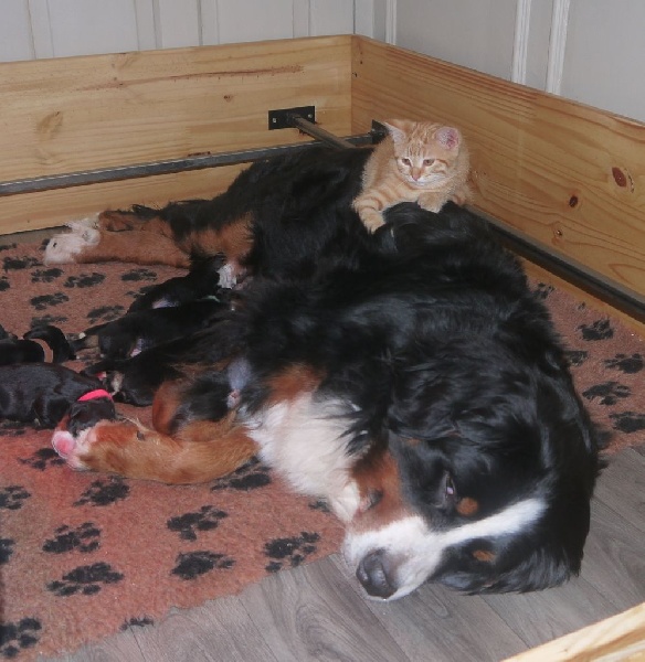 Hermione et ses petits